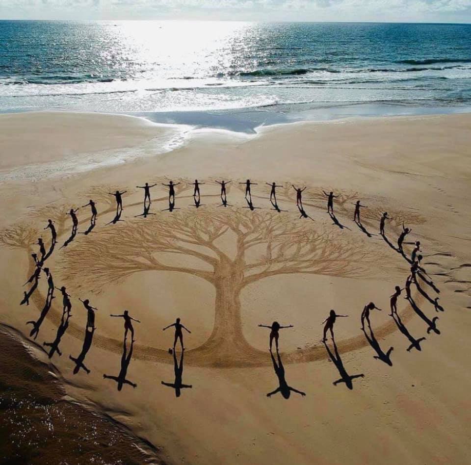 boom in zand op strand